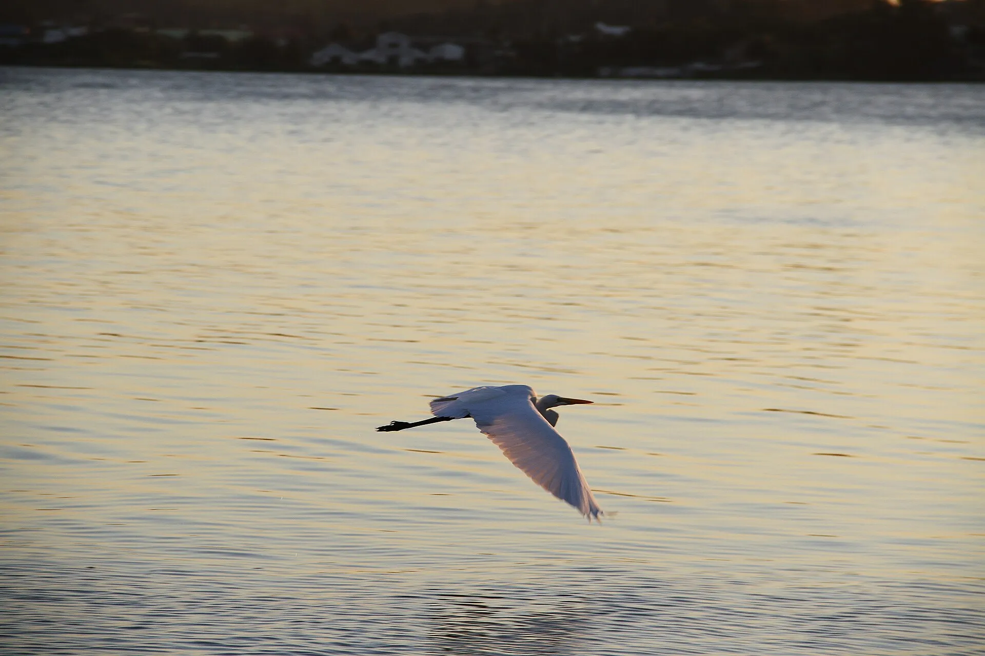 Garça-branca em voo rasante sobre as águas da Lagoa de Araruama ao entardecer