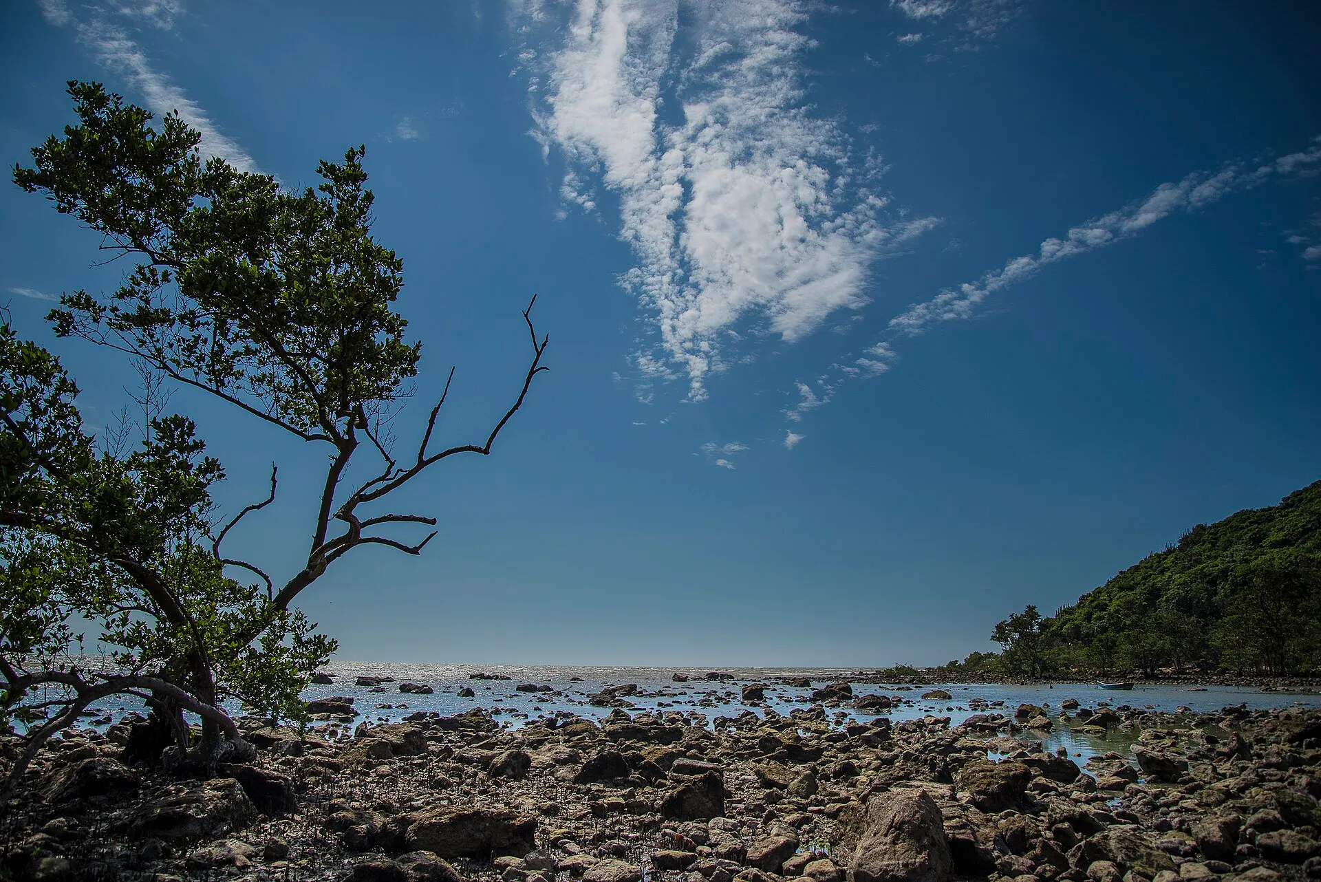 Árvores de manguezal crescendo entre pedras à beira-mar no Mangue de Pedra, na Praia Rasa, em Búzios