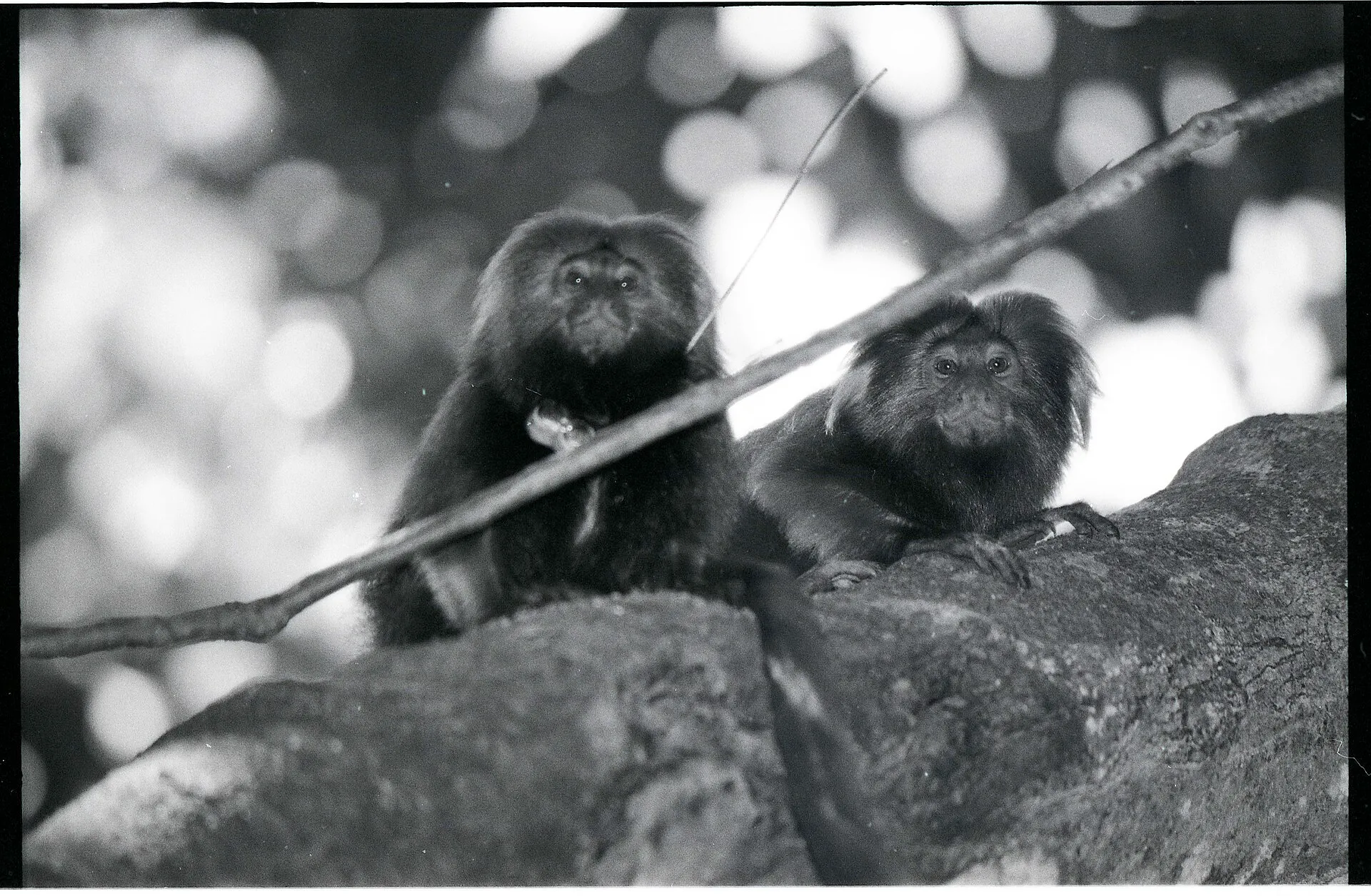 Fotografia em preto e branco de dois micos-leões-dourados sentados lado a lado em um galho
