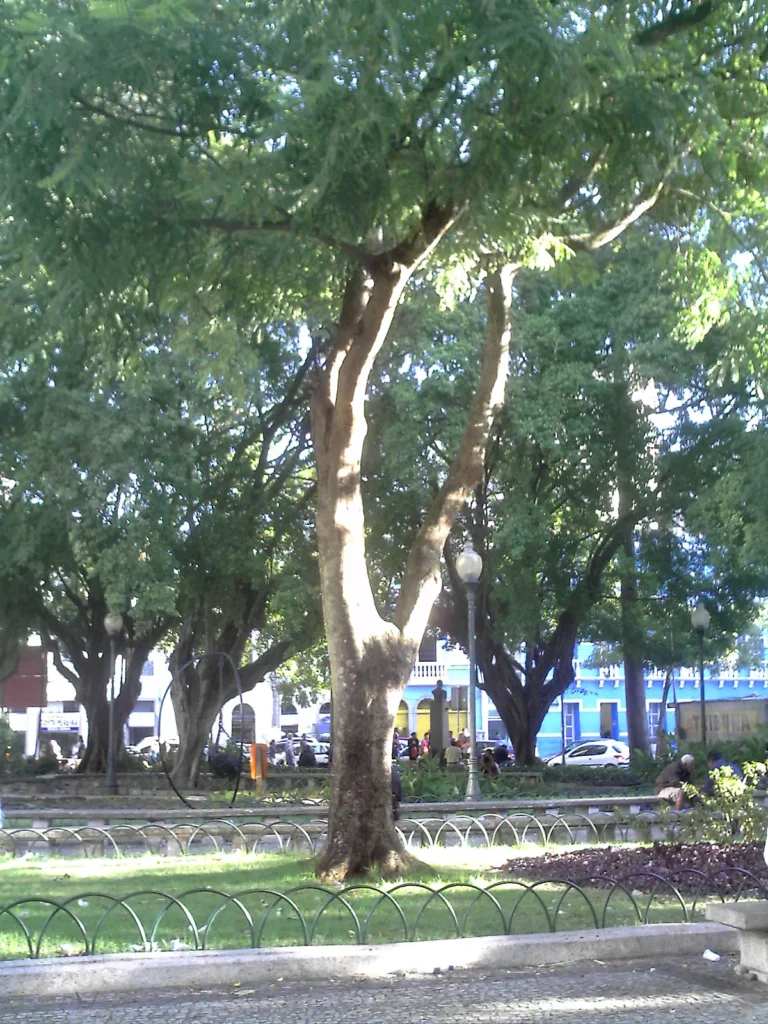 Árvore de pau-brasil em Vitória, Espírito Santo