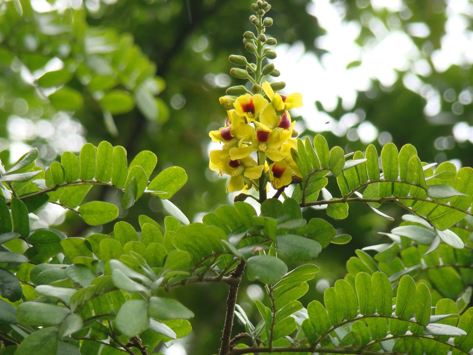 Flores amarelas e folhas do pau-brasil