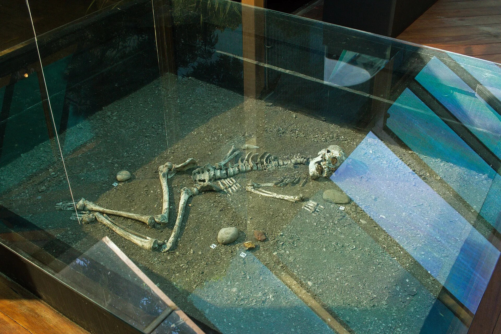 Esqueleto humano de um sepultamento pré-histórico exposto sob vidro no Museu de Sítio Arqueológico da Tarioba